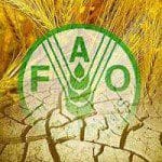 FAO y transgénicos