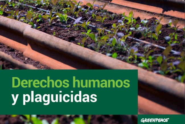 Derechos humanos y plaguicidas