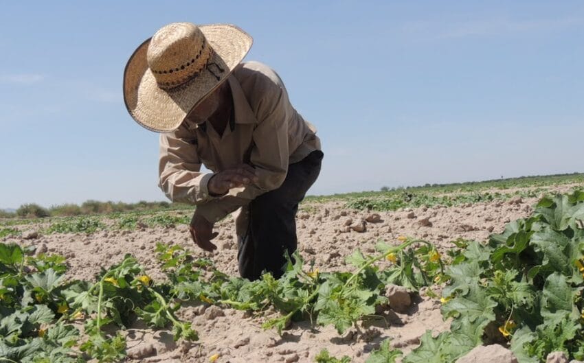 Ejidos y campesinos