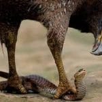 Aguila y serpiente