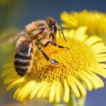 Abejas