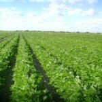 Soya-Transgenica