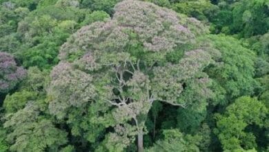 Sobrevive árbol a rayos