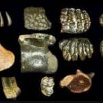 Homo erectus de Sondalandia
