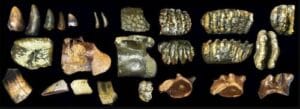 Homo erectus de Sondalandia