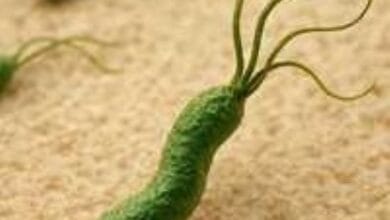 Microorganismos causantes de cáncer