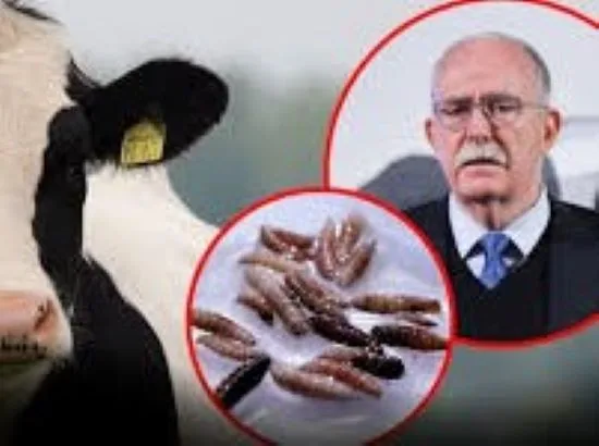 Gusano Barrenador
