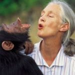 Jane Goodall.jpg2