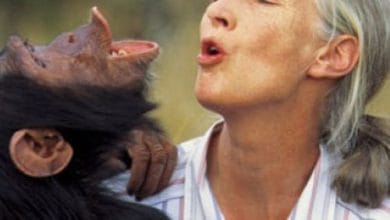 Jane Goodall.jpg2