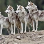 Lobo mexicano