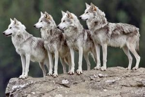 Lobo mexicano