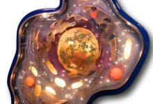 luca primer ser vivo comun