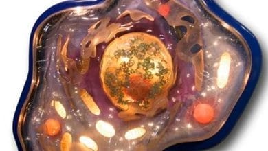 luca primer ser vivo comun